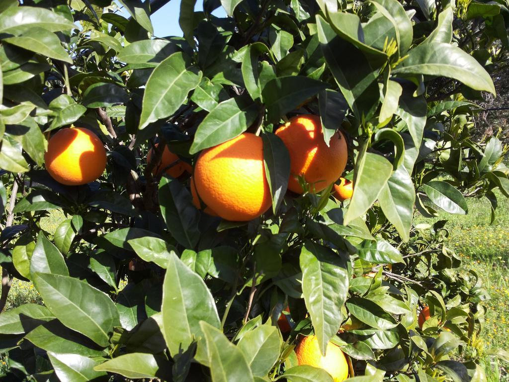 Agriturismo - B&B "La Funicolare" Francavilla Marittima Zewnętrze zdjęcie