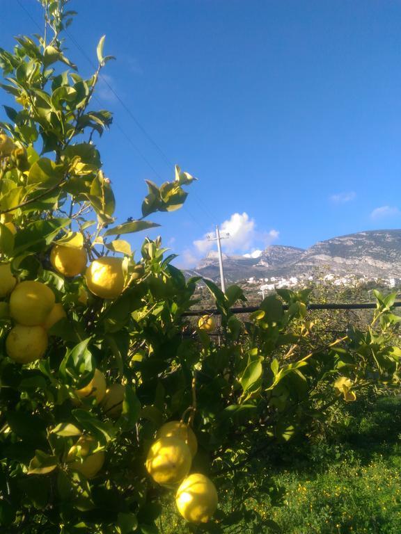 Agriturismo - B&B "La Funicolare" Francavilla Marittima Zewnętrze zdjęcie